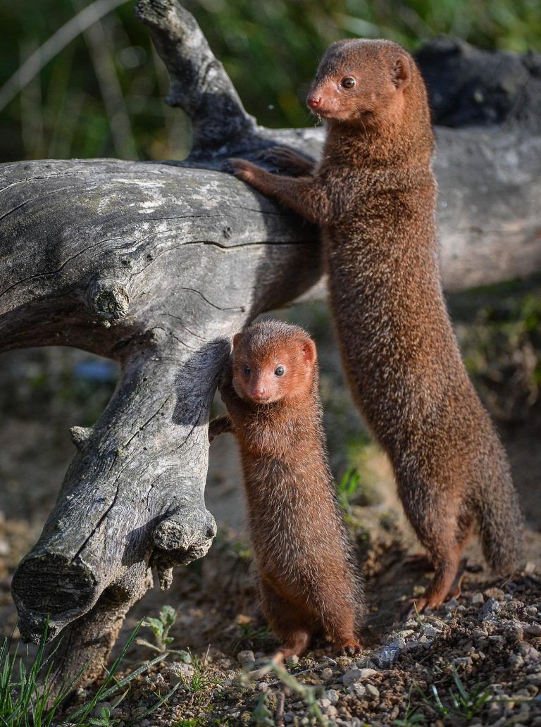 MONGOOSE IN HAWAII