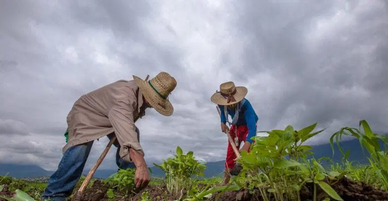 Campo mexicano economia agricultura campesinos sembrar siembra paisaje con nuubes lluvia FOTO SADER 200730 AGRICULTURA INIFAP FRIJOL 8 1160x700 1 770x400 1