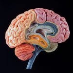 Understanding the Human Brain