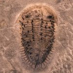 The Triumphant Preservation: Unveiling 500-Million-Year-Old Trilobites Entombed in Volcanic Ash