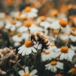 How Declining Pollinators Are Impacting Global Food Production