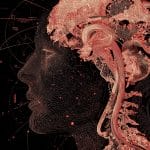The Secret to How Human Memory Is Encoded